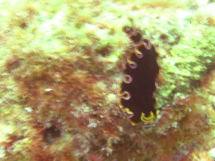 Really annoyed that this picture of a Glorious Flatworm, Pseudobiceros gloriosus, was so blurred.  (100k)