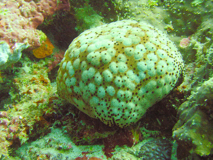 These Schmedelian pincushion sea stars, Culcita schmedeliana, were moderately common.   (105k)