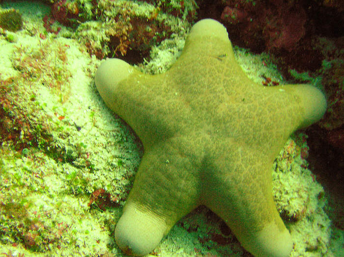 Granulated sea star, Choriaster granulatus.  (93k)