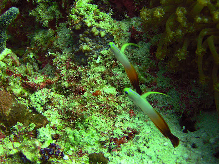 A pair of Fire gobies or Fire dartfish, Nemateleotris magnifica, won't stay still in the murky natural light conditions. Next time I'll use flash. (98k)