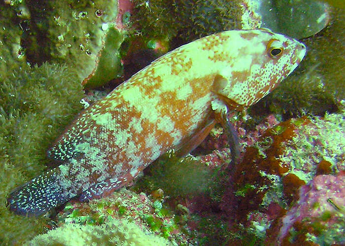 Grouper of some sort at Angaga Tilla.  (97k)
