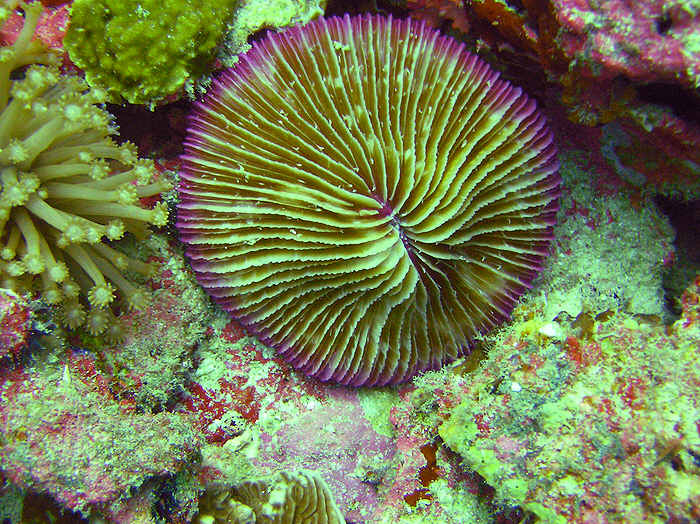 A riot of colour - Common mushroom coral, Fungia fungites, in amongst corals and sponges.  (102k)