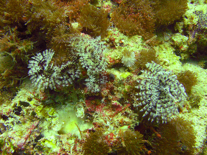 Brown and white crowned tube worm, Sabellastarte sp.  (100k)