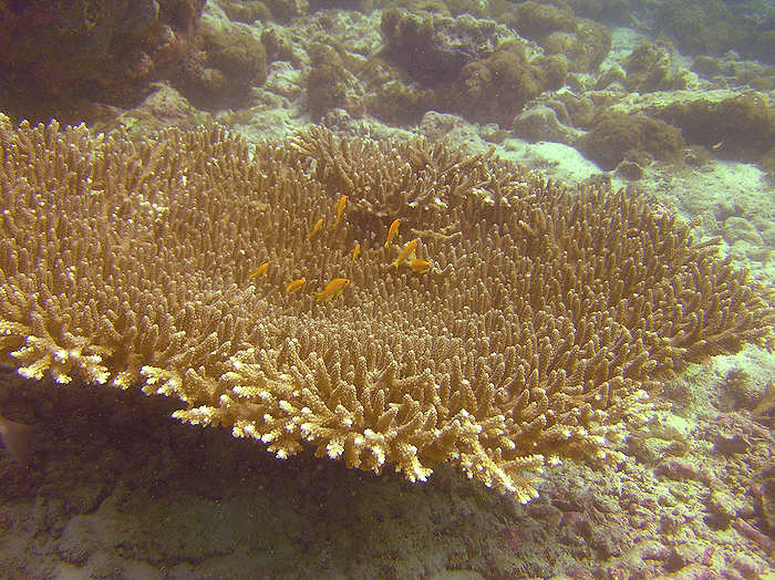 Anthias on a huge branching Neat coral, Acropora latistella.  (99k)
