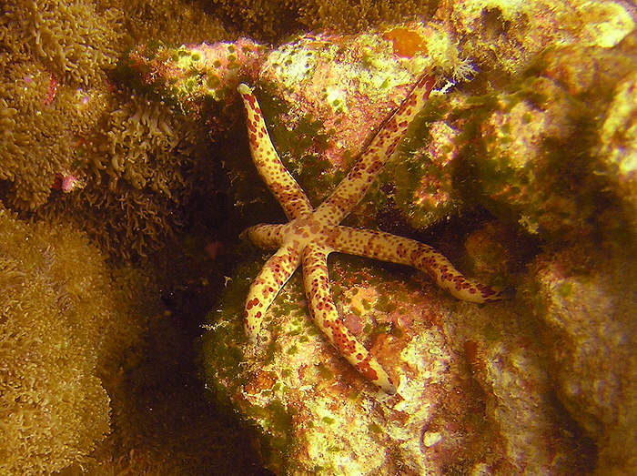 Yet another Multi-pore sea star, Linckia multiflora.   (108k)