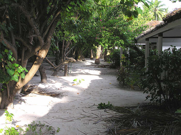 The path in front of our room. Workmen were re-thatching the hut next door - hence the palm-leaf litter on the floor - it's normally swept clean and tidy every day. (100k)